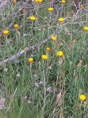 Xerochrysum subundulatum