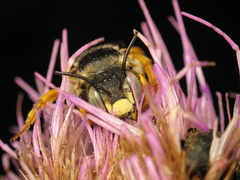 Icteranthidium laterale