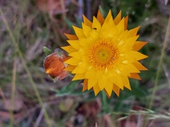 Xerochrysum subundulatum