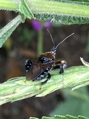 Apiomerus colombianus