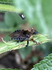 Apiomerus colombianus