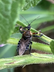 Apiomerus colombianus