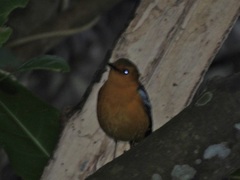 Cossypha natalensis natalensis