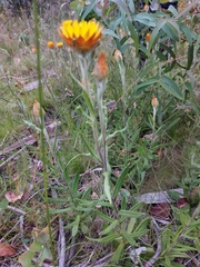 Xerochrysum subundulatum