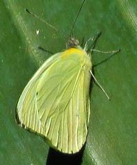 Appias epaphia contracta