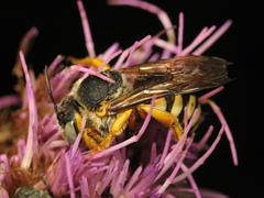 Icteranthidium laterale