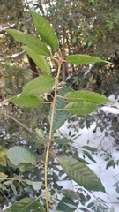 Notholithocarpus