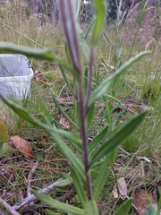 Xerochrysum subundulatum