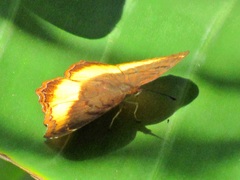 Eurytela dryope angulata