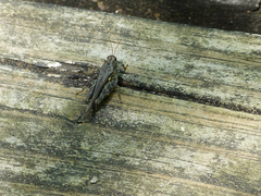 Tettigidea