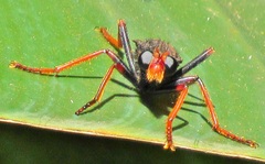 Proagonistes