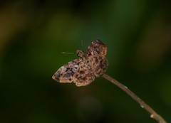 Gorgythion begga begga