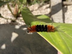 Turuptiana