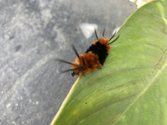 Turuptiana