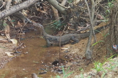 Varanus salvator