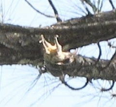 Lepidocolaptes souleyetii