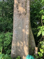 Sterculia apetala image