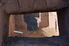 Sylvilagus audubonii