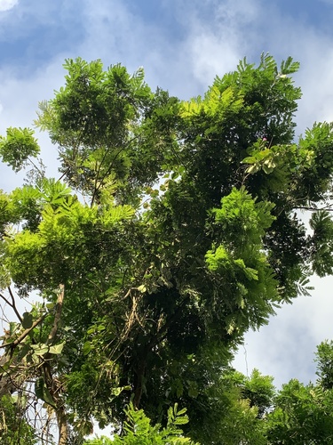 Dilodendron costaricense, photograph 4