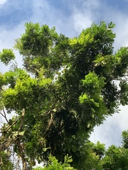 Dilodendron costaricense image