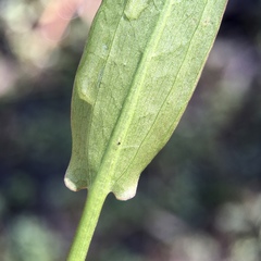 Damasonium minus