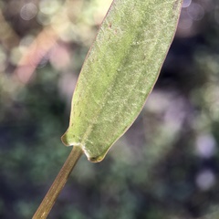 Damasonium minus