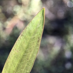 Damasonium minus