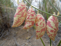 Astragalus ceramicus apus