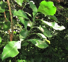Psychotria capensis capensis