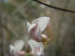Astragalus ceramicus apus
