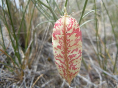 Astragalus ceramicus apus