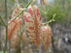 Astragalus ceramicus apus