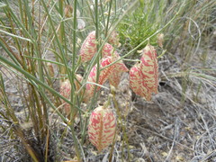 Astragalus ceramicus apus