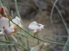 Astragalus ceramicus apus