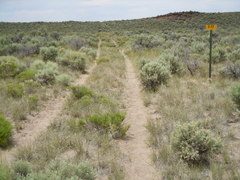 Astragalus ceramicus apus