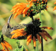 Chalcomitra senegalensis gutturalis