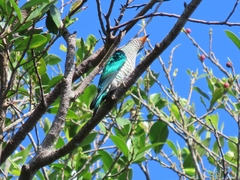 Chrysococcyx maculatus