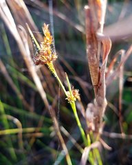 Rhynchospora microcarpa image