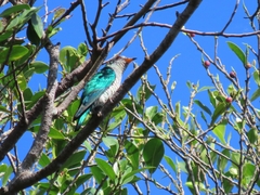Chrysococcyx maculatus