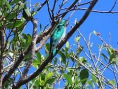 Chrysococcyx maculatus