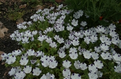Nemophila maculata
