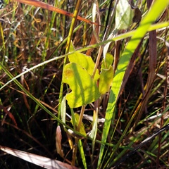 Eupatorium mikanioides