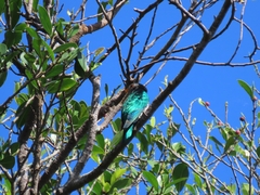 Chrysococcyx maculatus