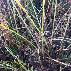 Eragrostis elliottii