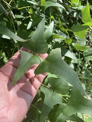 Erythrina herbacea