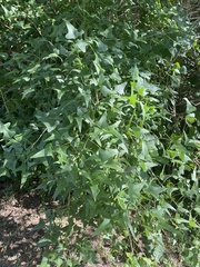 Erythrina herbacea