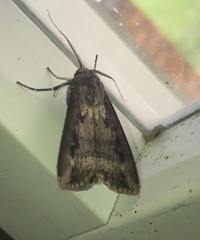 Agrotis ipsilon