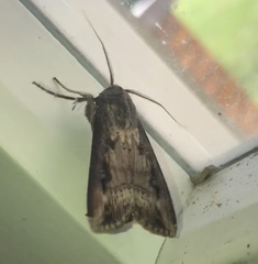 Agrotis ipsilon