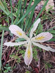 Iris chrysophylla