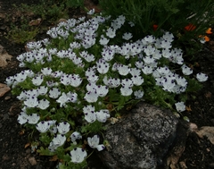 Nemophila maculata